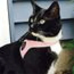 Kattsele Tre Ponti Basic Rosa