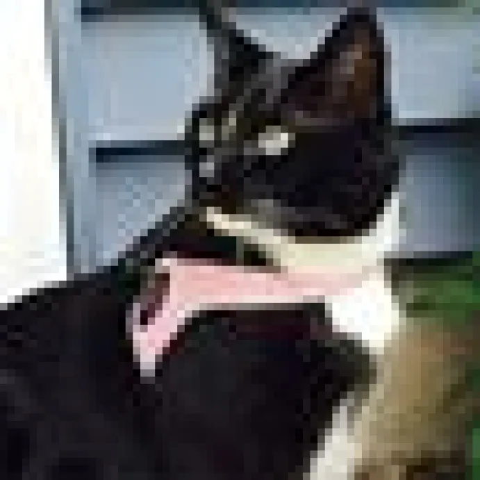 Kattsele Tre Ponti Basic Rosa
