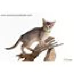 Kattungehalsband RedDingo ljusgrön