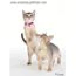 Kattungehalsband RedDingo mörkrosa