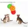 Kattungehalsband RedDingo orange