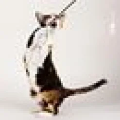 Kattvippa Glitzy Glitter
