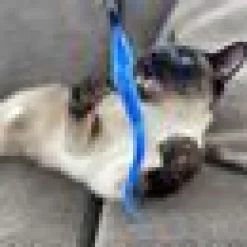 Kattvippa Orm