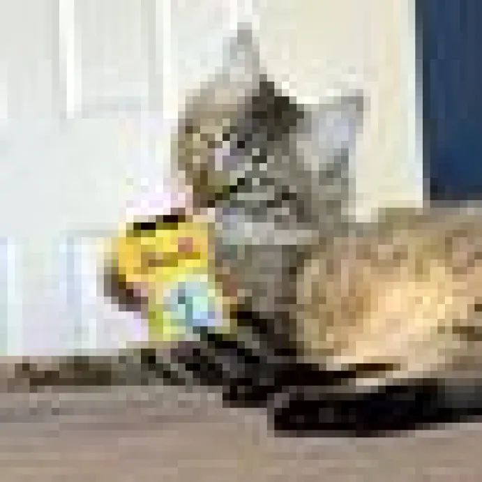Kong Cat Artz Dali Van Gogh 2-pack