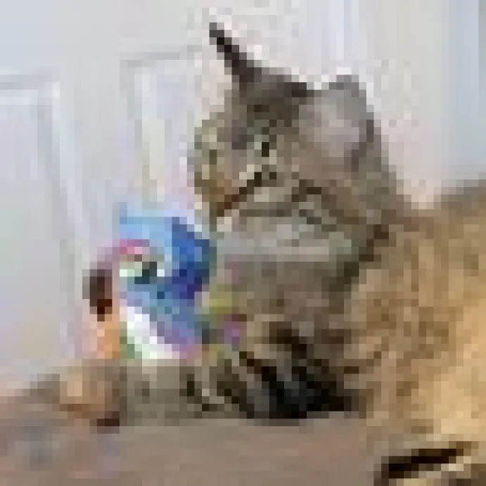 Kong Cat Artz Kahlo Picasso 2-pack