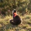 LucyBalu Explorer kattsele Apelsin XS/S