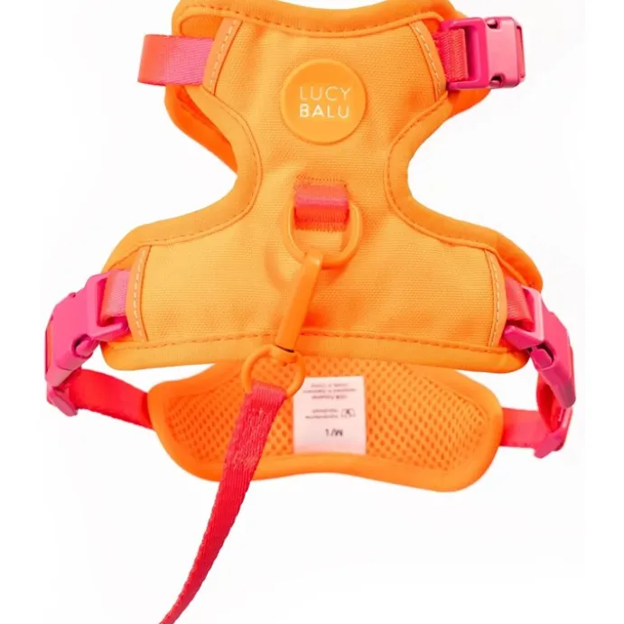 LucyBalu Explorer kattsele Apelsin XS/S
