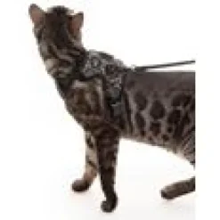LucyBalu Explorer kattsele Leo XS/S