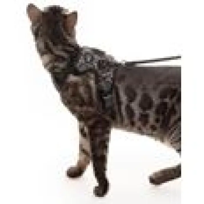 LucyBalu Explorer kattsele Leo M/L