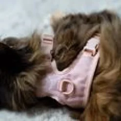 LucyBalu Explorer kattsele Rosé Hello Kitty XS/S