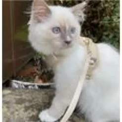 LucyBalu Explorer kattsele Sand XS/S
