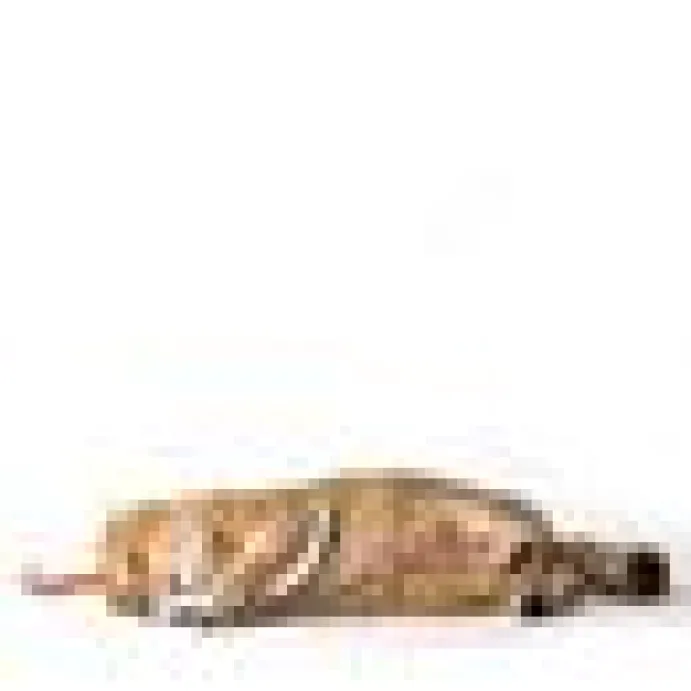 Profeline Cotton Play Rope Lila