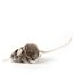 Profeline - Nibbles the Mouse Refill
