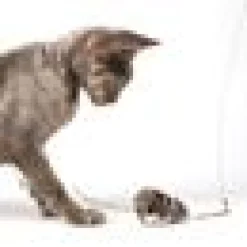 Profeline - Nibbles the Mouse Refill