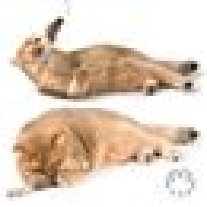 Profeline - Squirrely