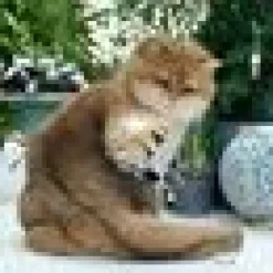 Profeline - Tickle Charms 2 Playful Cat Wand Attachments