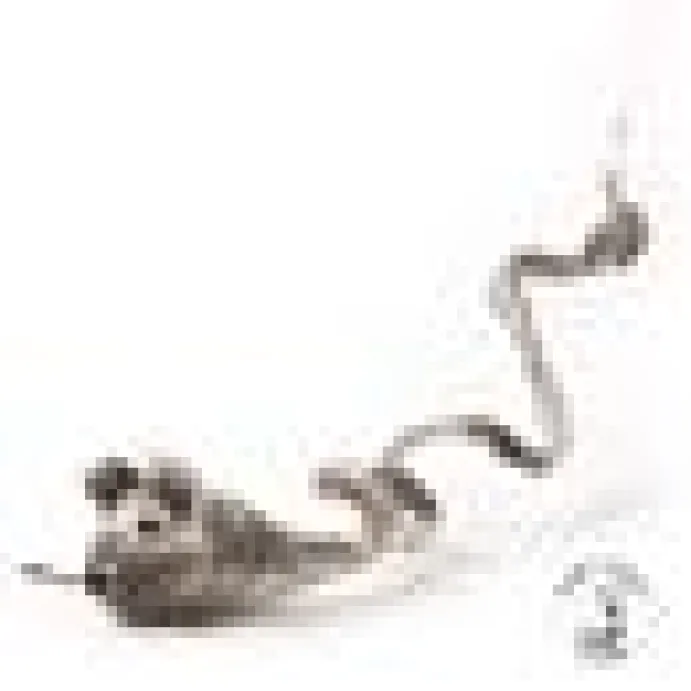 Profeline - WoollyRattus