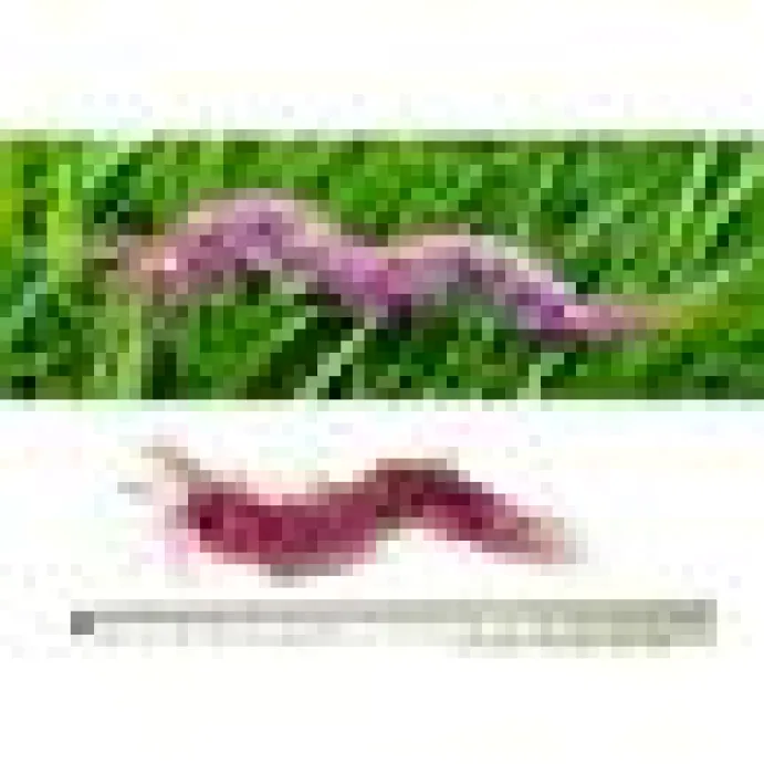 Purrs Rainbow Centipedie refill