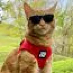 Travel Cat Komfortabel Kattsele Röd