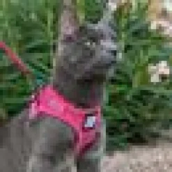 Travel Cat Komfortabel Kattsele Rosa