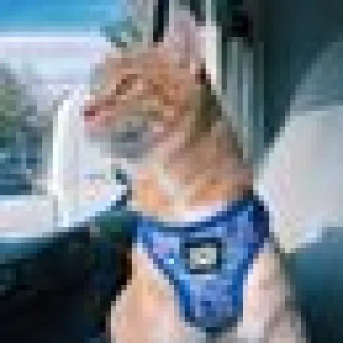 Travel Cat Komfortabel Kattsele Tie Dye Limited Edition