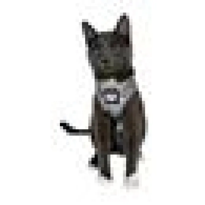 Travel Cat Komfortabel Kattsele Cash katt