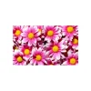UNDERLÄGG PINK DAISY FLOWERS DRYMATE