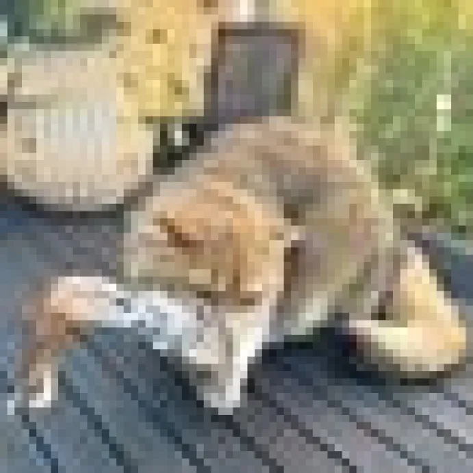 Wild Fur Buster